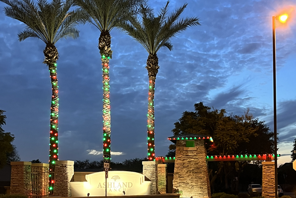 palm tree lights